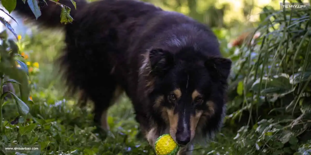 <strong>银河官网</strong>🎾网球挥动的瞬间，精准与力量的碰撞，点燃全场！